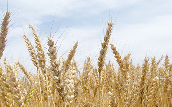 愛知小麦の主力品種「きぬあかり」